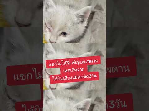 แขกไม่ได้รับเชิญบนเพดานเหตุเกิ