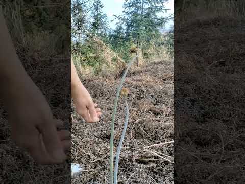 harvesting ferns so enjoyable #satisfying #farming #shorts #naturalrurallife