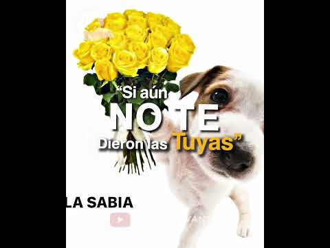 POR QUÉ Flores AMARILLAS 🌻🤔 #mrrelevante #momentosépicos #culturapop