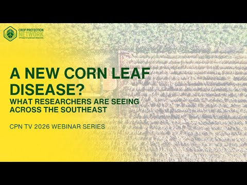 A New Corn Leaf Disease? What Researchers Are Seeing Across the Southeast