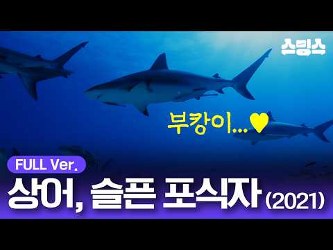 #무비 [<strong>무료영화</strong>] 상어, 슬픈 포식자 (2021) / 멸종위기종🦈부캉이🦈를 지켜라!