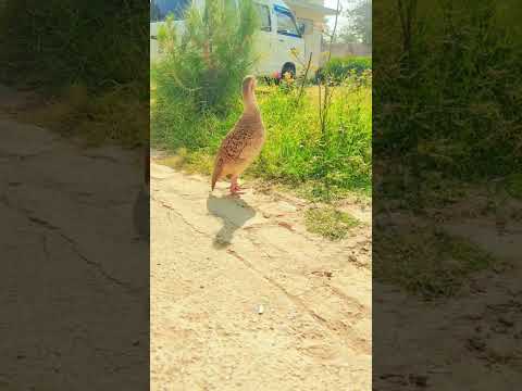 teetar voice 🔥#viral #foryou