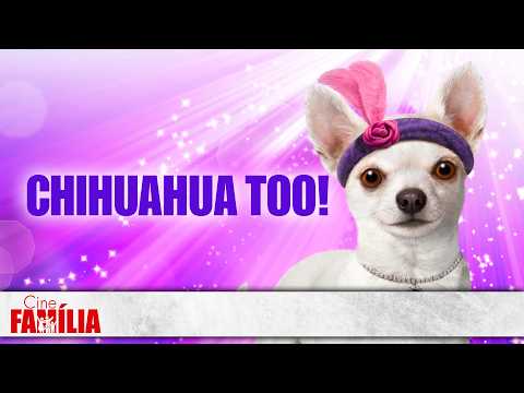 Chihuahua Too! PT