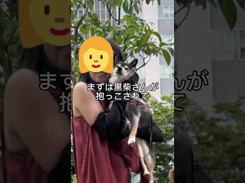 胡麻柴にあの人が憑依？#柴犬のいる暮らし サムネイル