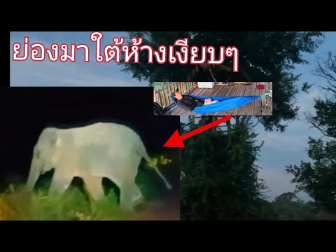 นอนเฝ้าไร่มันนาหนองมะกอกหมูป่