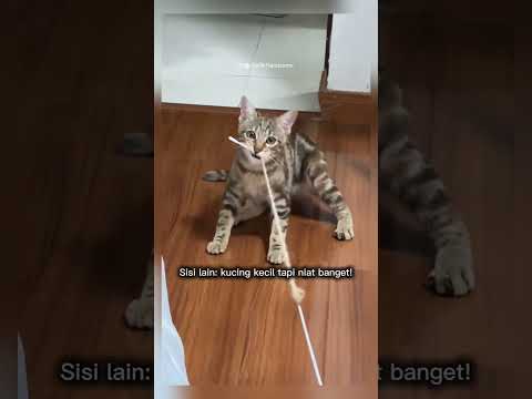 kucing tarik tambang #shorts #short