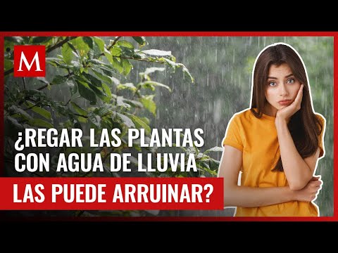 ¿Toda la lluvia es ácida? Esto pasa si riegas tus plantas con agua de lluvia