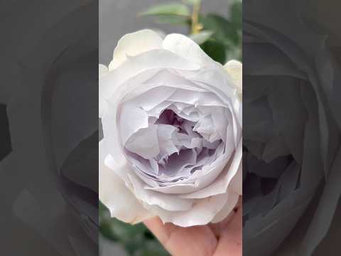 【ポルトブルー Porte Bleue秋バラ②】#タイプ0 #ロサオリエンティスプログレッシオ #ばら #バラ #rose #roses #ロサオリエンティス #ショート #short #ポルトブルー