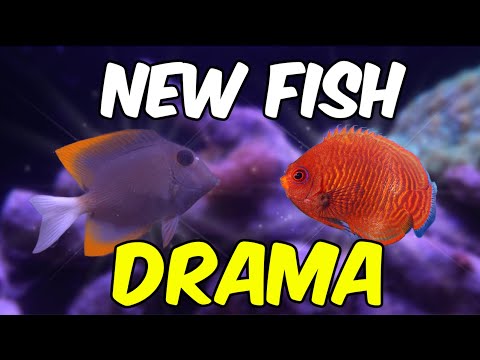 My Tomini Tang Attacked The New Golden Angelfish I added a rare golden angelfish to my reef tank and my Tomini tang went full territorial mode. In th