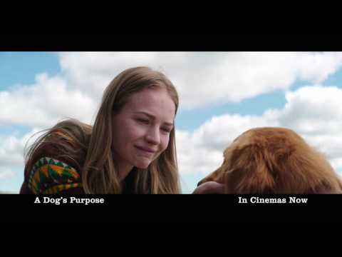 a dogs purpose putlocker