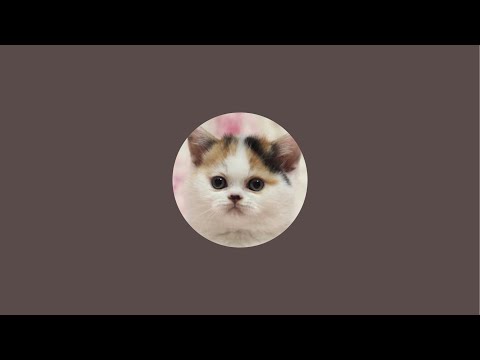 猫は液体 がライブ配信中！
