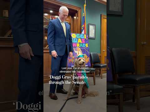Dogs in costume parade through the Senate during 'Doggi Gras'