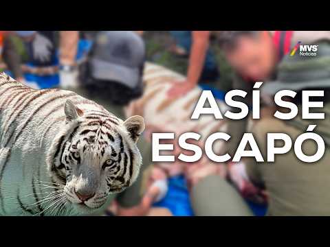 Caso Tigre Kenzo: Revelan fallas que provocaron su escape