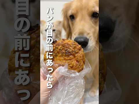 初めてのパンに興奮して指まで食べちゃった犬がこちらです...（ゴールデンレトリバー•ボーダーコリー）