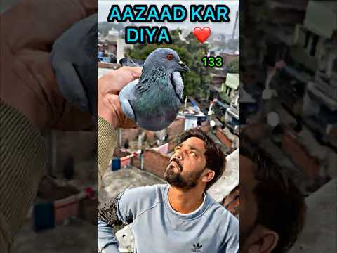 Mini Vlog 133 | Junglee Kabutar Azaad Kar Diya 🕊️❤️ | Part 2 Emotional Ending