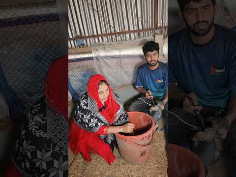 ফাউমি মুরগি কেনো মারা যায় জানুন সখি আপার থেকে