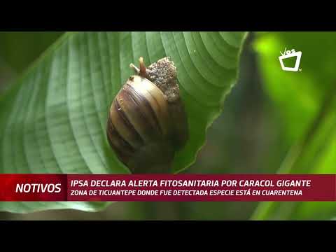 IPSA declara alerta fitosanitaria por caracol gigante africano