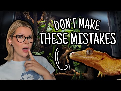 10 Mistakes Gecko Owners Are Making… | New Caledonian Geckos