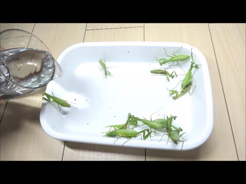 大量のカマキリに水ぶっかけてみたSave
