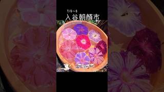 夏の風物詩！入谷朝顔市がすごい