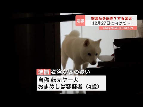 【ニュース】盗んだものを転売しようとする柴犬