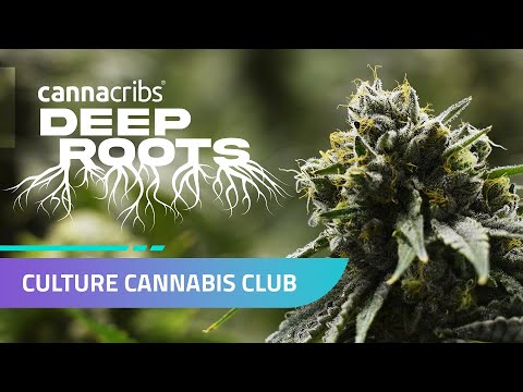 We All Rise. Culture Cannabis Club - Deep Roots