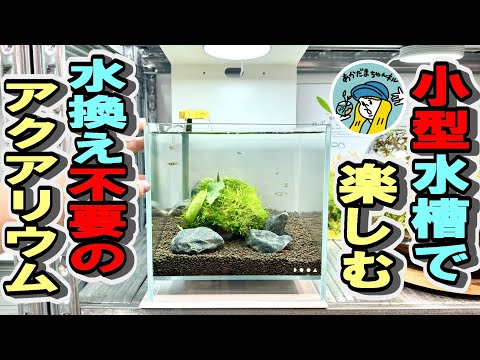 【アクアリウム】20センチキューブ水槽で楽しむ水換え不要のアクアリウム(この水景は誰でも簡単に作れて維持できます!ADAの侘び草を使ったレイアウト)