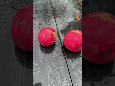 Бархатное яблоко