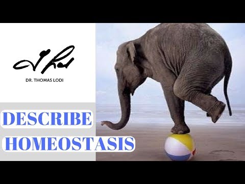 Describe Homeostasis By Dr Thomas Lodi