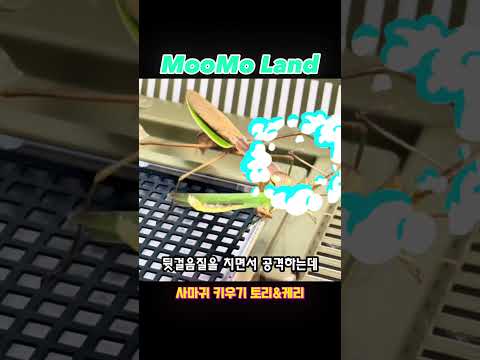 사마귀 키우기 ’방아깨비도 궁지에 몰리면 사마귀를 문다..?!‘