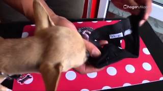 Braguitas para perras - Hogarmanía - YouTube