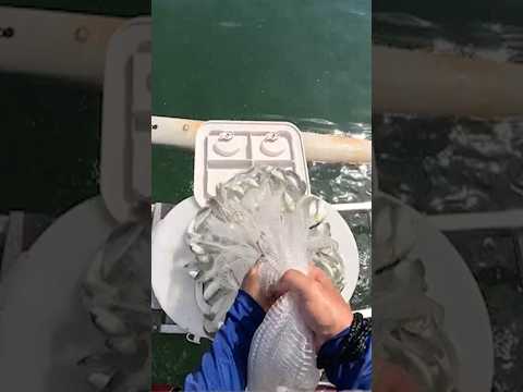 Live bait matters. Fishing nah, catching. video thumbnail
