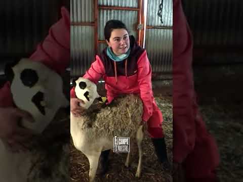 Casi nos la cuelas, pequeña ‘padawan’ de engaños, pero no