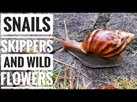 Snails, Skippers and Wild Flowers
