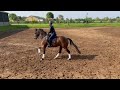 Dressage horse Knappe 10 jarige dressuurmerrie te koop! (Apache x Forum)