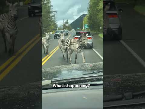 Zebras take over road in Washington state #shorts
