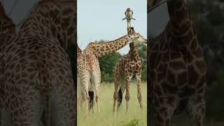 How giraffes got the longest necks on Earth