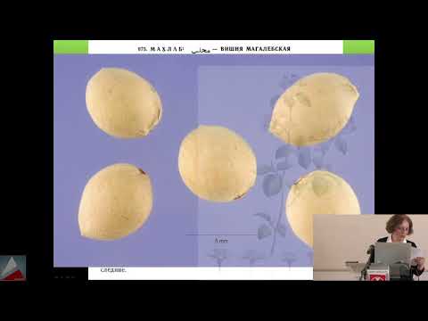 კარაბადინების კვლევის ახალი შედეგები  New results on research of the Georgian medicinal 