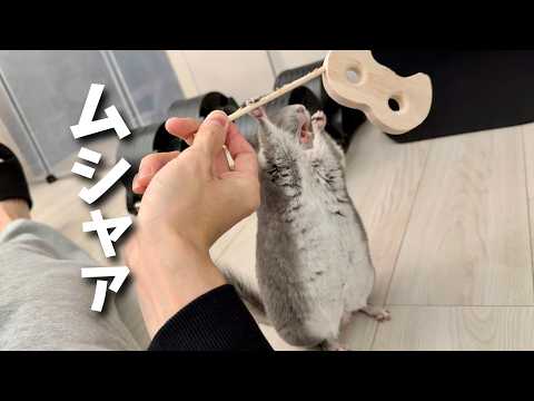 わんぱくチンチラと過ごすハロウィンの楽しみ方
