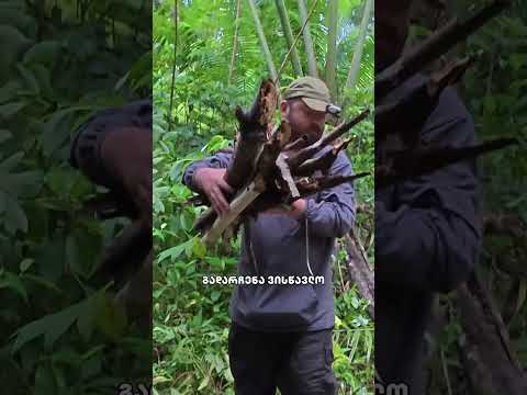 ახალი ვიდეო 🤙 #humankako #amazonjungle