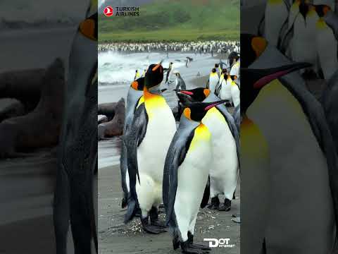 কিং পেঙ্গুইনের রাজ্য সাউথ জর্জিয়া দ্বীপপুঞ্জ