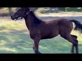 Dressage horse Hengstveulens van Las Vegas en Jameson RS2
