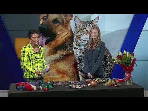 WGN Weekend Morning News: Keeping your pets out of trouble during the holidays