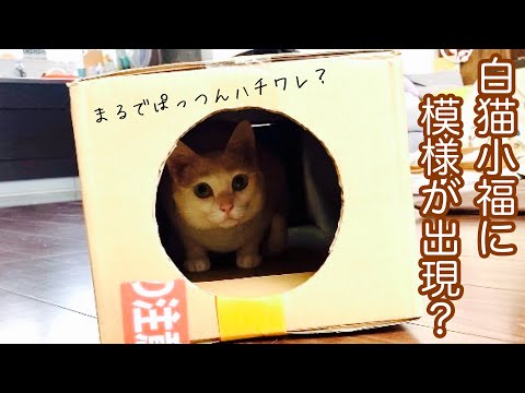 白猫小福に模様が出現?まるでぱっつんハチワレみたい(=^・・^=)