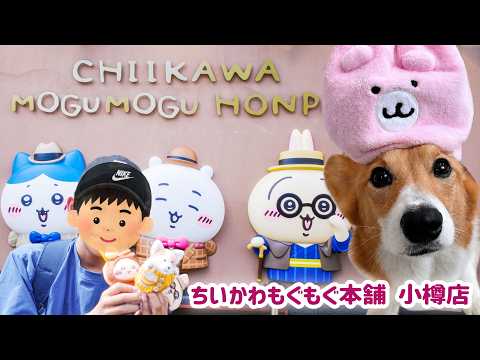 コーギーと暮らす小学5年生の夏休み【小樽ちいかわもぐもぐ本舗編】