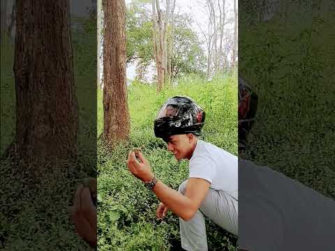 #fypシ゚viral #yarsagumba #funny😁