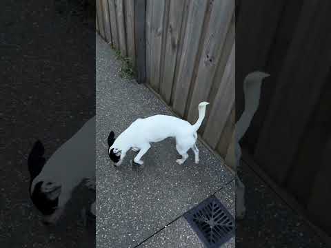 #dog #pets #doggielife #animallife #love #lovedogs