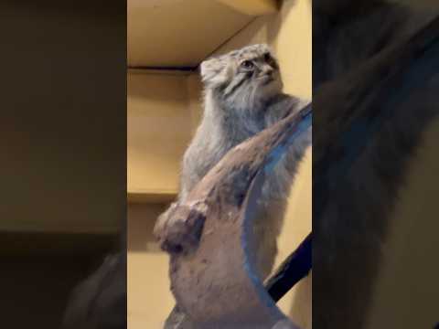 埼玉県こども動物自然公園のマヌルネコ・オリちゃんの警戒姿を観察 サムネイル