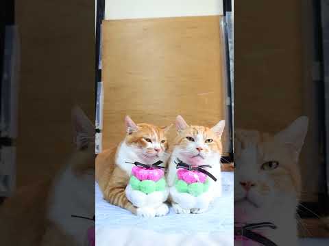 癒される猫映像とのせ猫のかわいい瞬間をご紹介 サムネイル