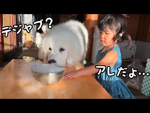 【まさか】超大型犬の子犬と３歳児に初めてドライアイスを見せた反応が意外な結果でした…｜グレートピレニーズ&オールドイングリッシュシープドッグ&トイプードル
